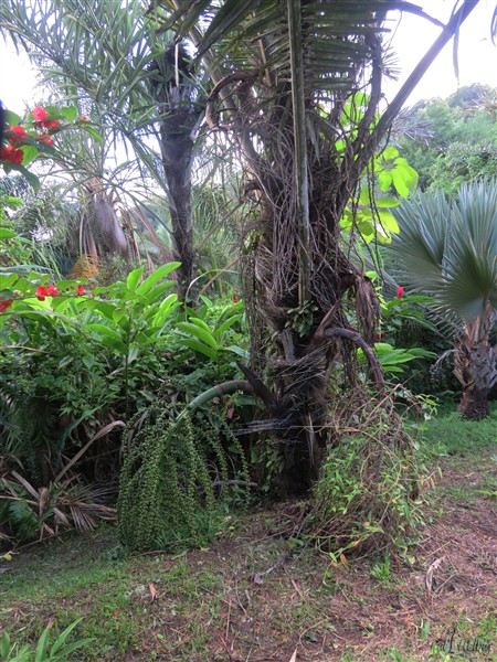 L'Arenga pinnata dont je pensais qu'il avait donné sa dernière inflorescence  recommence à en donner de nouvelles! Encore une inflorescence qui vient de se développer!.jpg