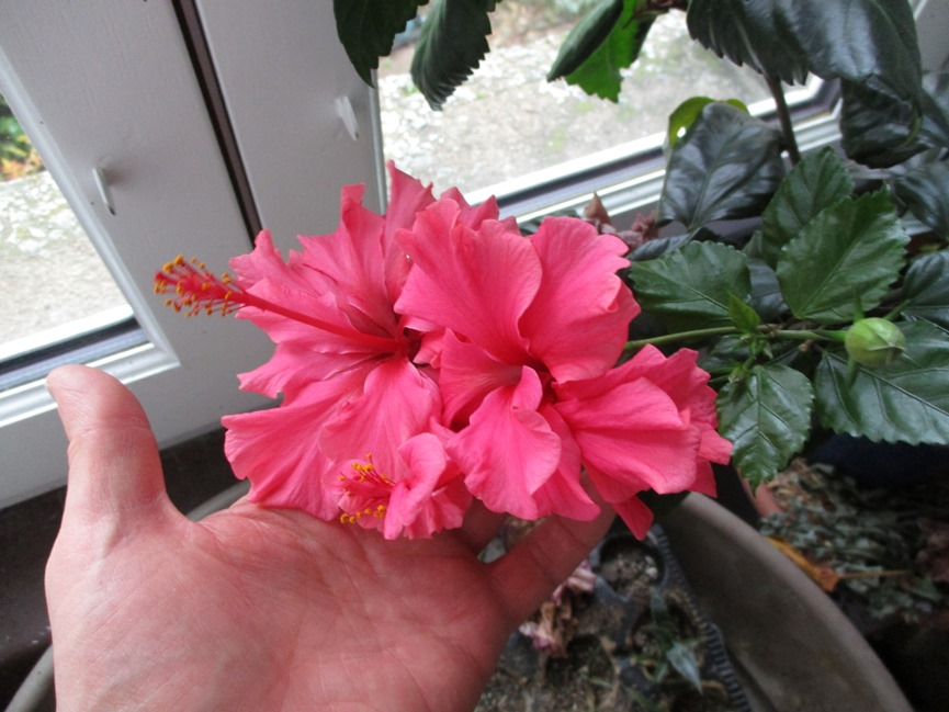 hibiscus double fleur.JPG