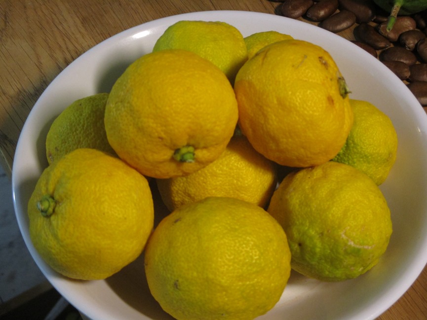 yuzu fruit.JPG