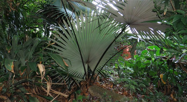 Magnifique et élégant le Keriodoxa elegans nommé par certains-palmier éléphant blanc-...Je souhaite qu'il reste acaule sous le manguier car parfois il peut développer un stipe allant jusqu'à 5 mètres!.jpg