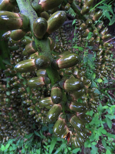 Sur l'Arenga pinnata, juste avant l'ouverture des fleurs mâles, les bractées brillent d'un vernis naturel !.jpg