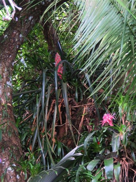 Des fleurs de Bromeliacées dans le manguier..jpg