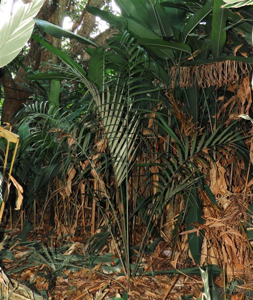 L'Heterospathe cagayanensis, originaire de l'île Cagayan aux Phillipines, restera acaule en sous bois..jpg