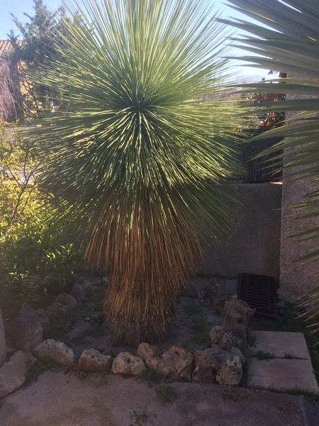 C'est un yucca queretaroensis d'une H d'environ 2 m.Une merveille de la nature.