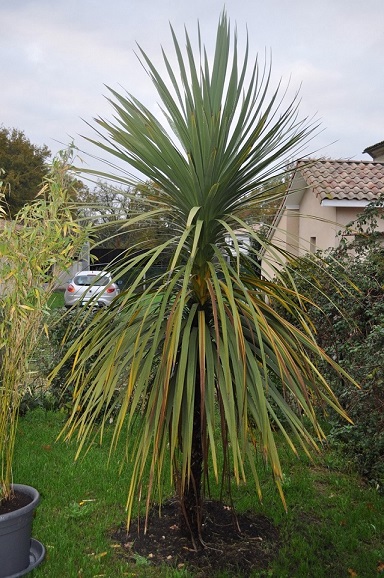 Cordyline en sol argilo calcaire.JPG