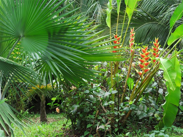 Les Heliconia wagneriana d'Amérique centrale derrière le Copernicia hospita de Cuba..jpg