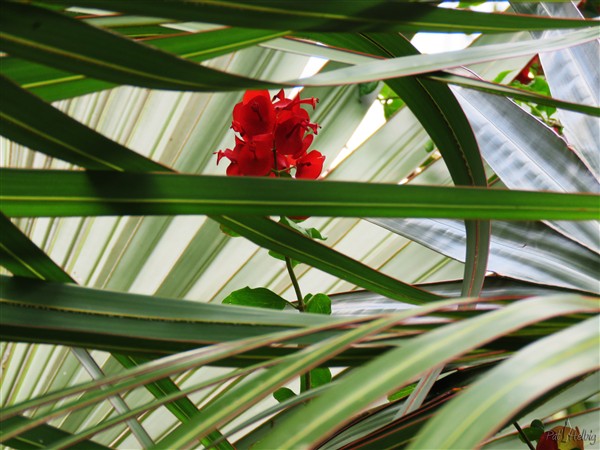 L'inflorescence de L'Holmskioldia sanguinea de l'Hymalaya s'invite dans la sphère du Latania lontaroides de la Réunion....jpg