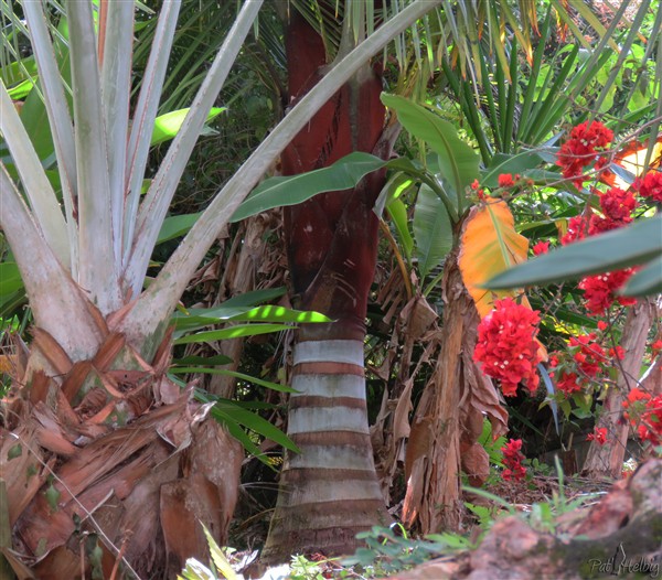 Bismarckia nobilis, Dypsis lastelliana et bougainvillées, un ensemble de formes et de couleurs bien différentes!.jpg