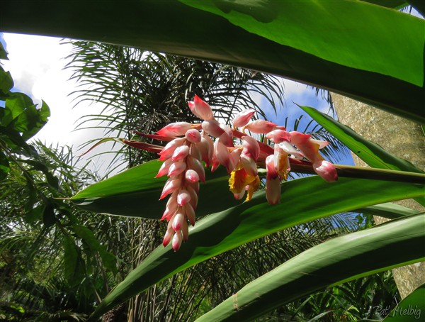 La fleur de latoumo-Alpinia zerumbet-de Birmanie, sous le palmier royal de Cuba- Rostonea regia-..jpg