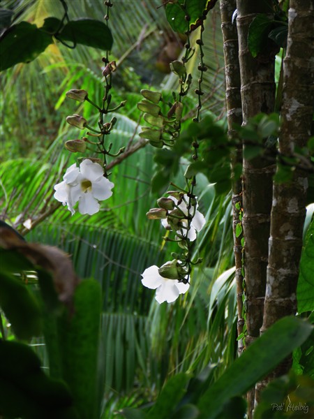 Le Thumbergia grandiflora du Pakistan à l'assaut des  Ptychosperma macarthurii de Nouvelle-Guinée...jpg