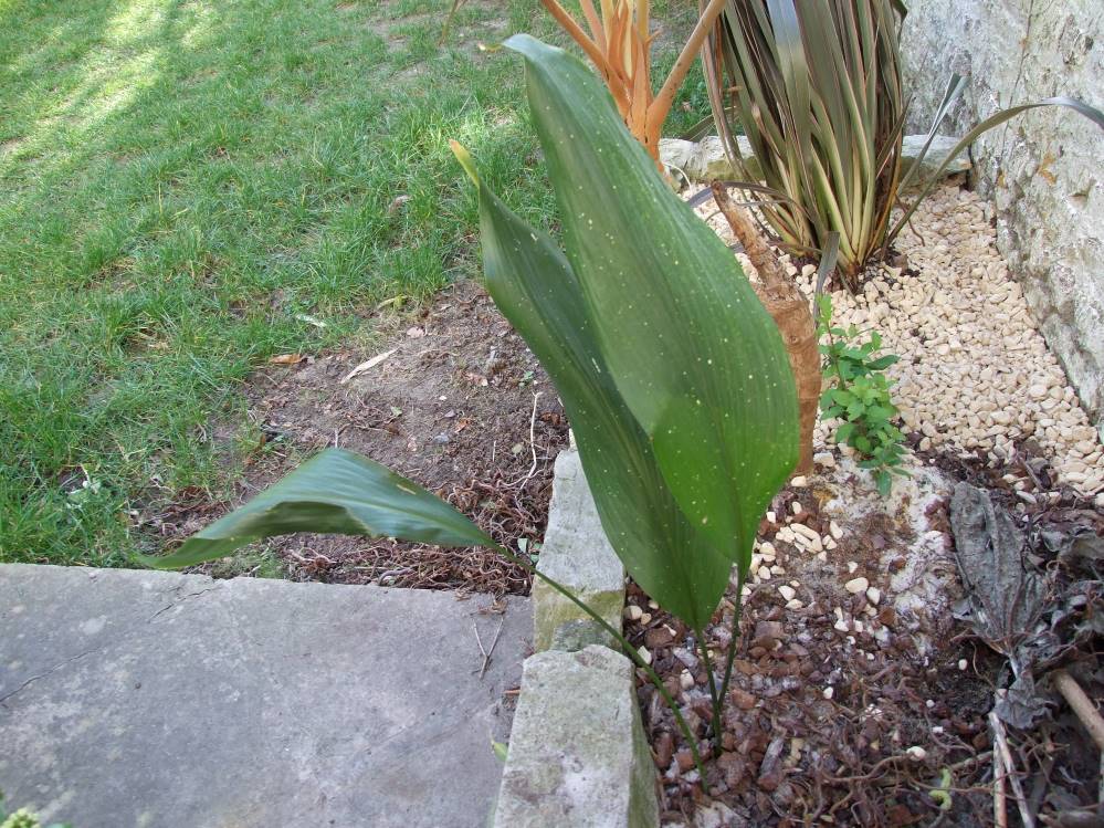 Aspidistra milkyway et eliator