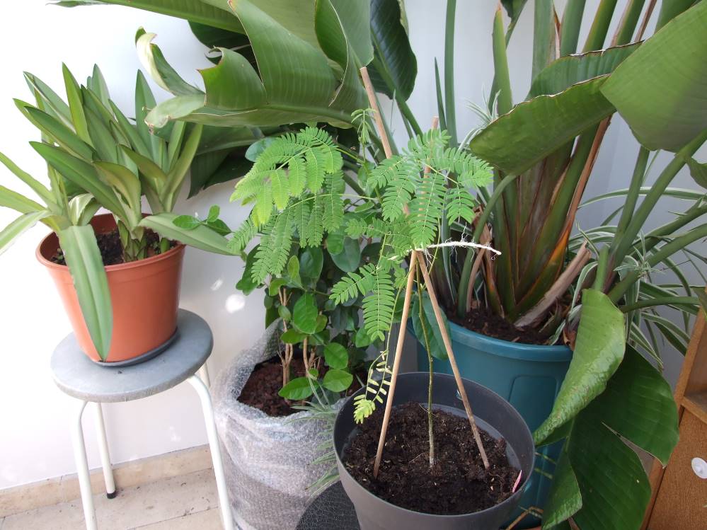 Albizia rouge de tuilière et eucomis