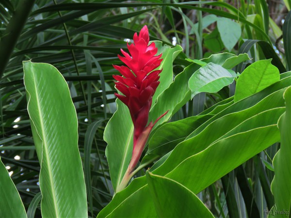 La beauté de l'Alpinia purpurata dénué de tout artifice..jpg