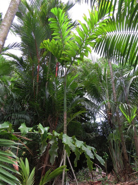 Le jeune Socratea exoriza planté en décembre 2013 commence insensiblement à s'éloigner du Cyrtostachys renda....jpg