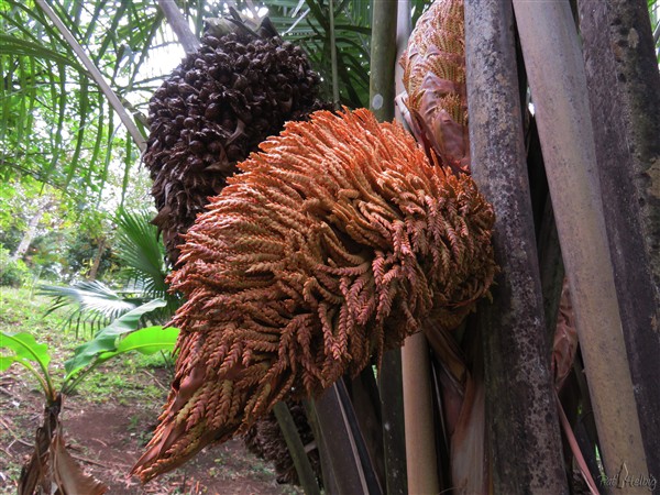 Une inflorescence épanouie devant une infrutescence ancienne...jpg