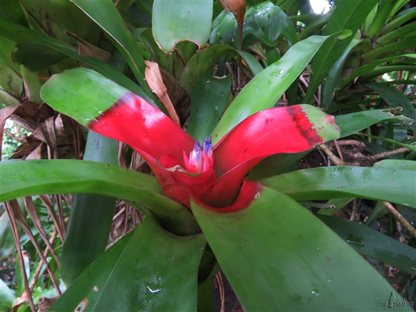 Une bromeliacée durant sa période floraison..jpg