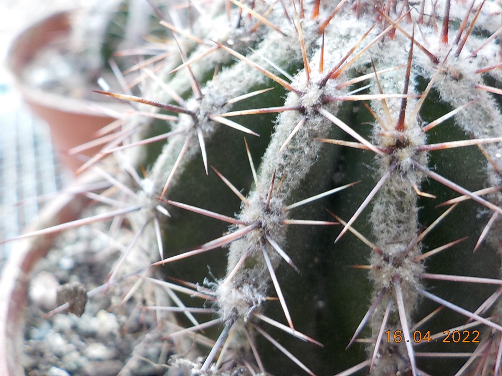 ID Cactus
