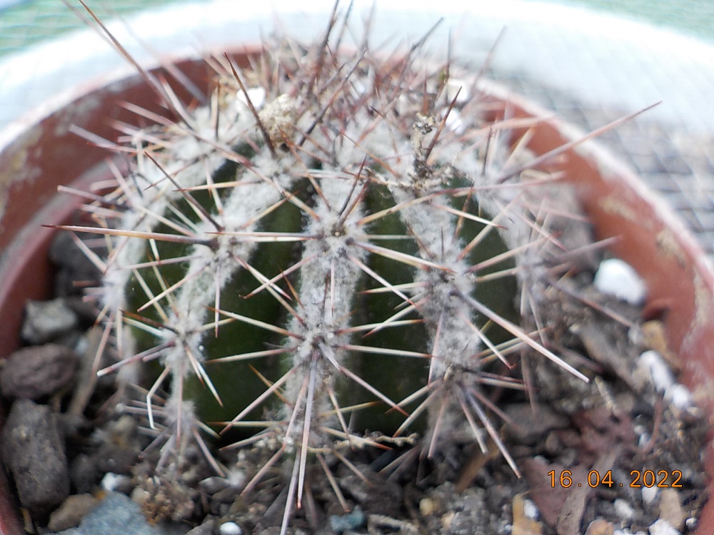 ID Cactus