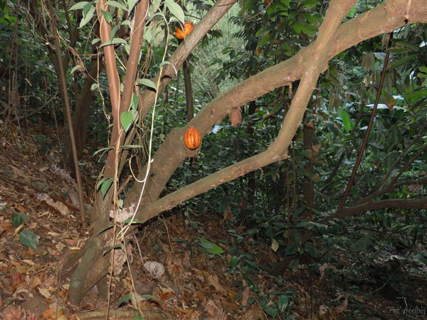 Les cacaoyers poussent  en sous bois..jpg