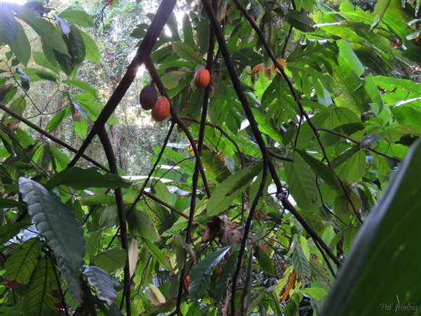 Les cabosses sont matures de la variété Forestera, la plus courante..jpg