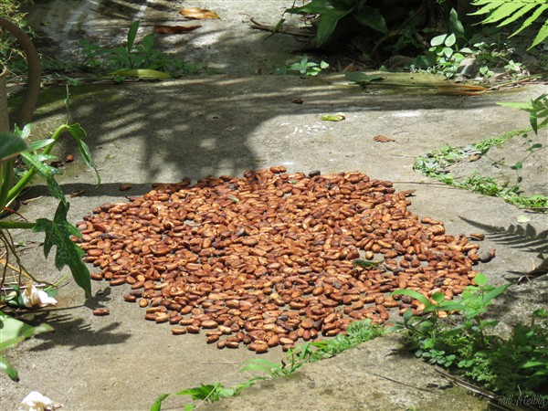 Ensuite, le séchage des fèves de cacao dure une quinzaine de jours..jpg