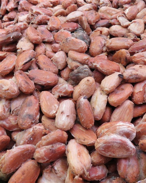 Des petits moucherons participent à la fermentation..jpg