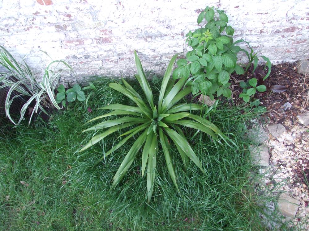 Cordyline emerald star