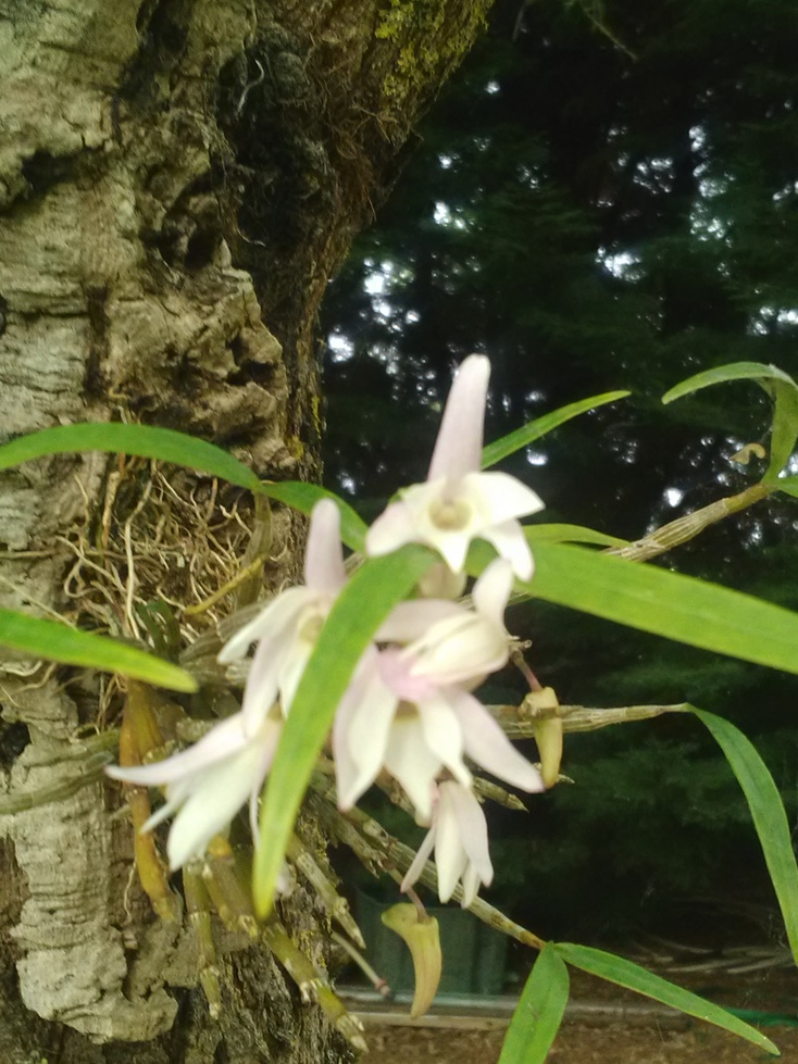 dendrobium moniliforme