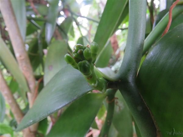 Bougeons du vanillier de ce mois de juin. Douze autres inflorescences sont apparues..jpg