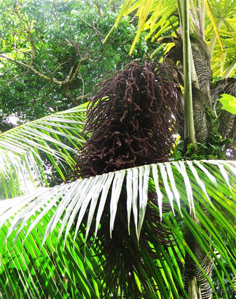 Une nouvelle inflorescence a fait son apparition..jpg