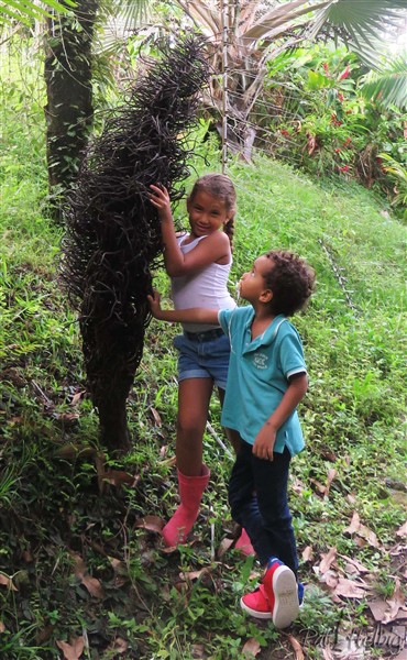 Un des Wallichia disticha a perdu son infrutescence sèche..jpg