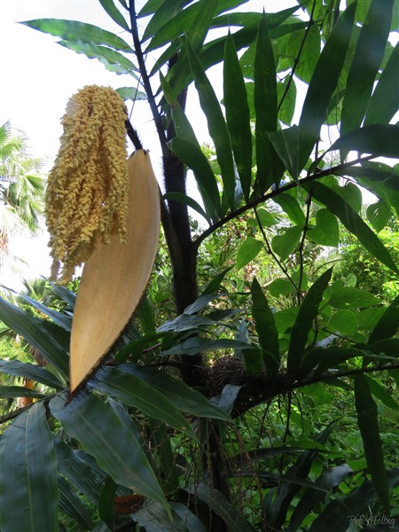 Inflorescence du palmier liane Desmoncus orthacanthos et plus bas l'un des nids d'oiseau sous la protection des épines!.jpg