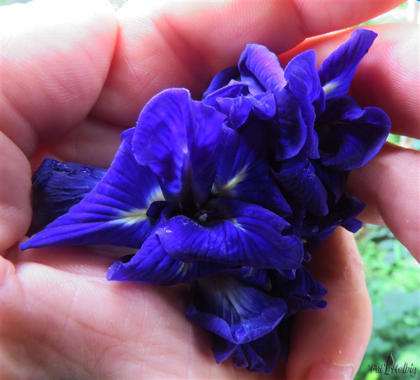 Fleurs du Clitoria ternatea..jpg