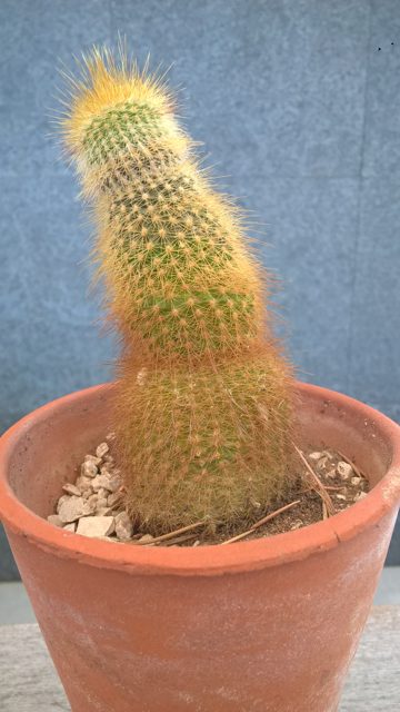 Cactus 2022_003.jpg