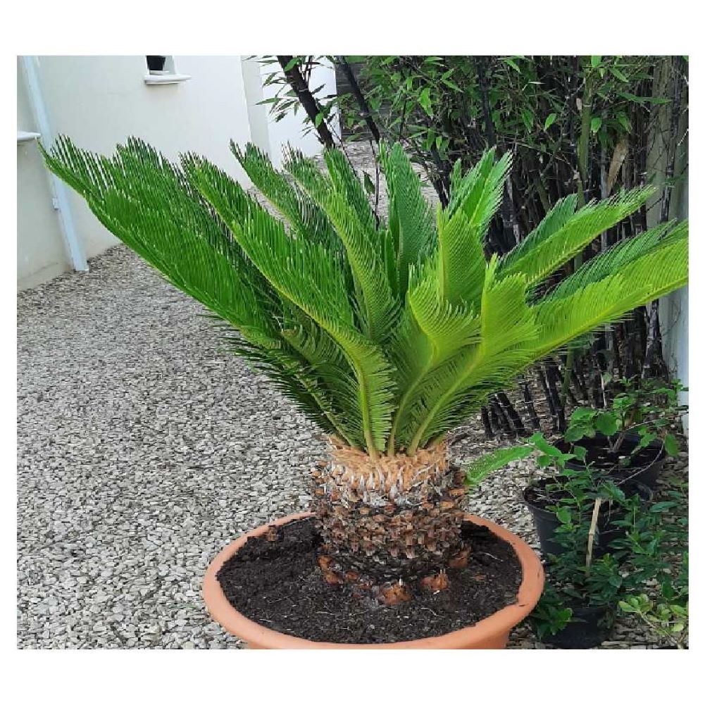 mon cycas