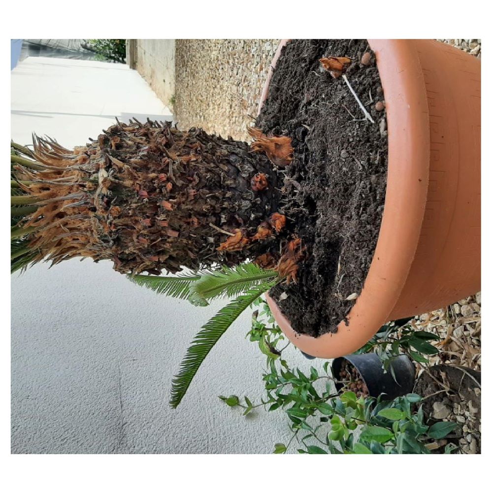 rejet cycas