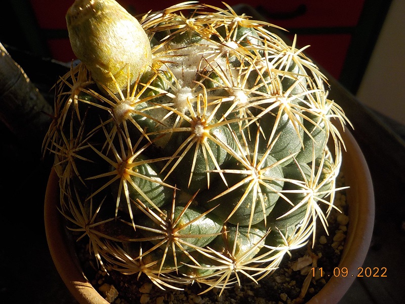 Coryphantha compacta.jpg