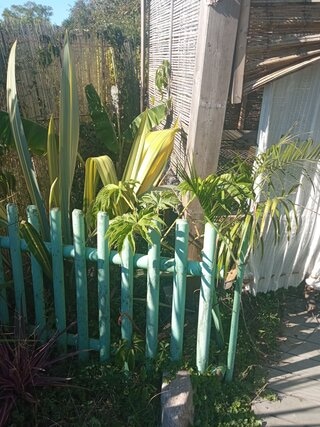 A droite ma dernière trouvaille, de beau chamaedorea arbo qui pousse assez vite, plein soleil, plein vent, c'est du solide.