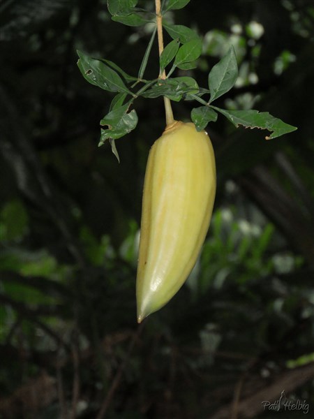 La guagilote (Parmentia edulis) originaire d'Amérique centrale a dû être introduite par les conquiscadors...eIle a le gôut de la canne à sucre..jpg