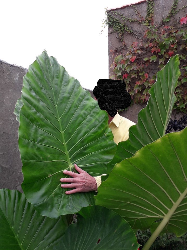 Pourriez vous m'aider à identifier cet alocasia ?