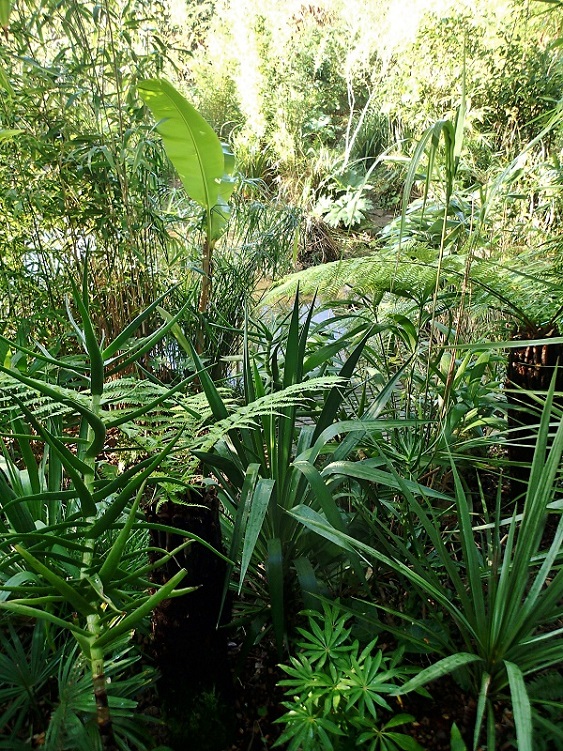 petit schefflera taiwanania.JPG