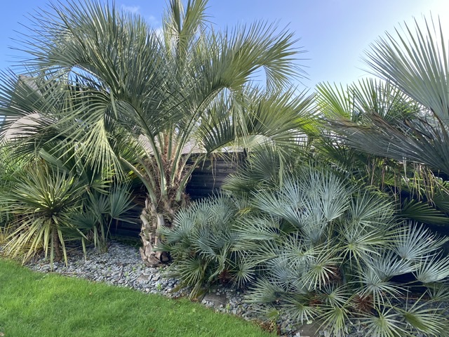 Butia odorata