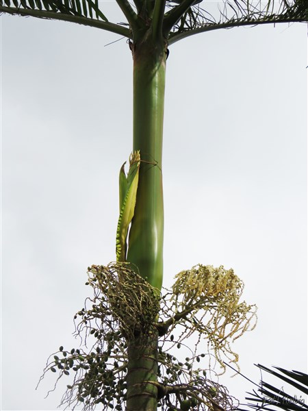 Alors que la palme vient de tomber avec son très long manchon et de  libérer la spathe, cette dernière est maintenue par un lacet qui l'empêche d'être emportée brusquement par son poids et de casser!.jpg