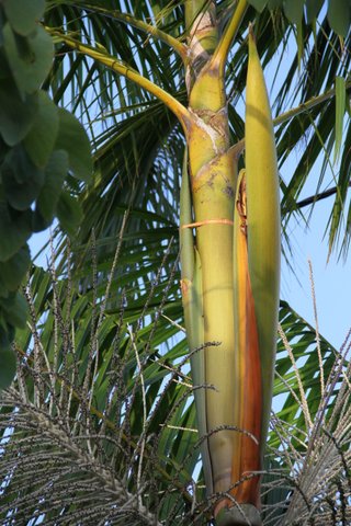 2017-Inflorescence et son lacet sur un Euterpe oleracea situé au Lamentin  et  qui a continué ensuite à avoir un lacet à chaque inflorescence nouvelle..jpg