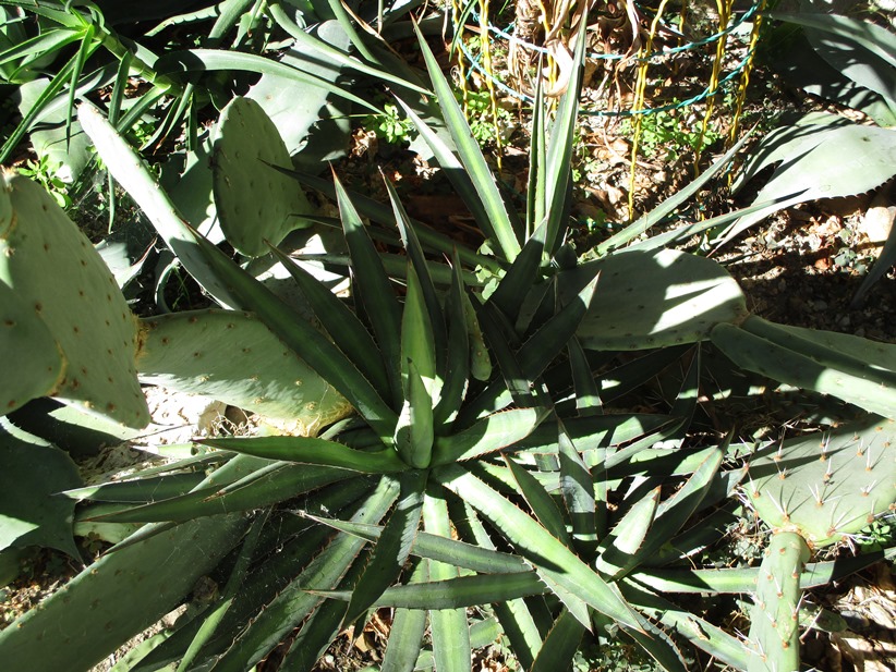 agave 5.JPG