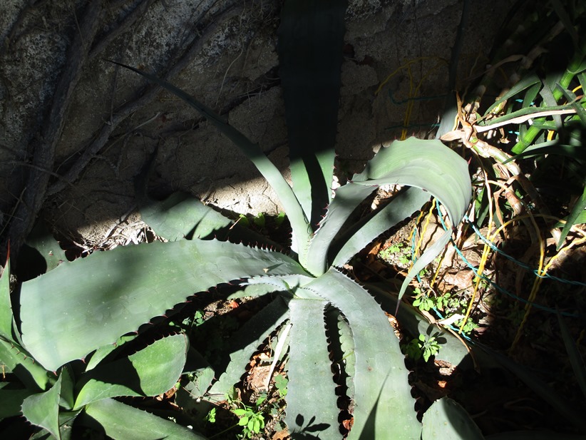 agave 6.JPG