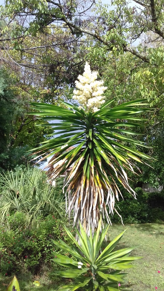 YUCCA GEANT.jpg