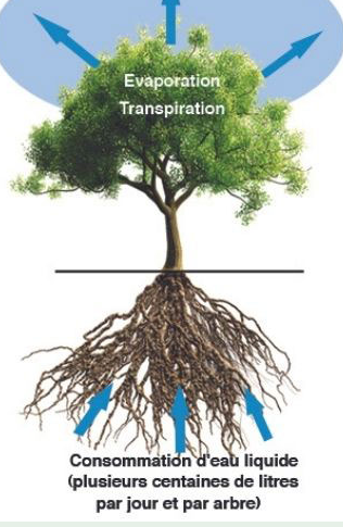 Arbre en condition idoine.png