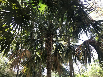 Sabal mauritiiformis.JPG