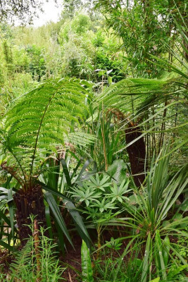 schefflera et dicksonia.JPG